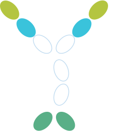 Tri-specific antibody